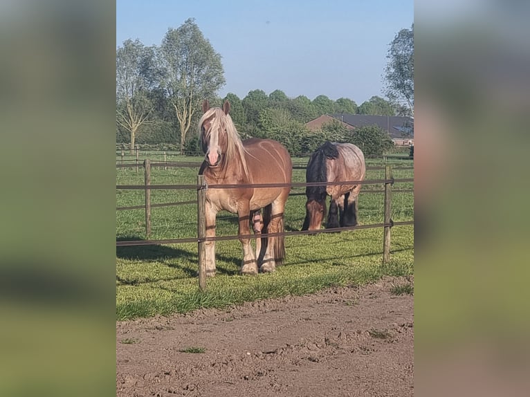 Rijnlandse Duitse Koudbloed Hengst 4 Jaar 165 cm Vos in Zeeland