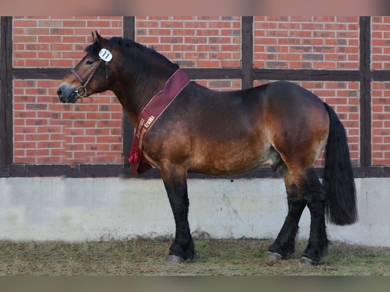 Rijnlandse Duitse Koudbloed Hengst Bruin in Celle