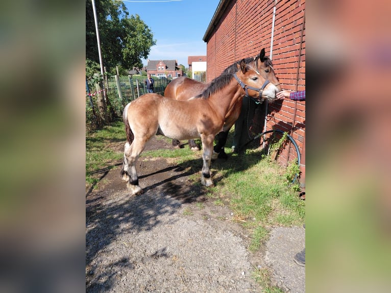 Rijnlandse Duitse Koudbloed Hengst Veulen (07/2025) in Sendenhorst