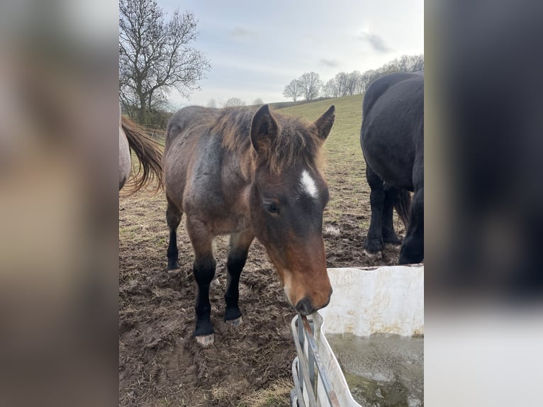 Rijnlandse Duitse Koudbloed Hengst Veulen (07/2025) in Ferna