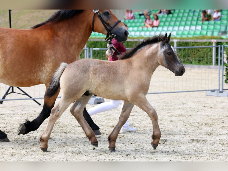 Rijnlandse Duitse Koudbloed Hengst Veulen (05/2026) Zwartschimmel in Kottmar OT Ottenhain