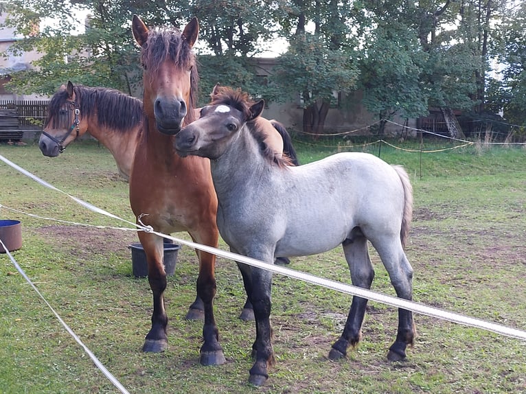 Rijnlandse Duitse Koudbloed Hengst Veulen (05/2026) Zwartschimmel in Kottmar OT Ottenhain