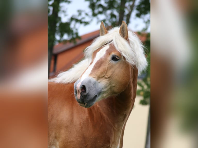 Rijnlandse Duitse Koudbloed Hengst Vos in Gotha