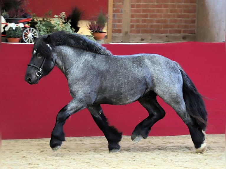 Rijnlandse Duitse Koudbloed Hengst Zwartschimmel in Mülsen Ortmannsdorf, Marienau