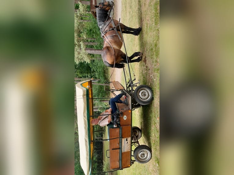Rijnlandse Duitse Koudbloed Merrie 10 Jaar 160 cm Bruin in Rheinsberg Kagar