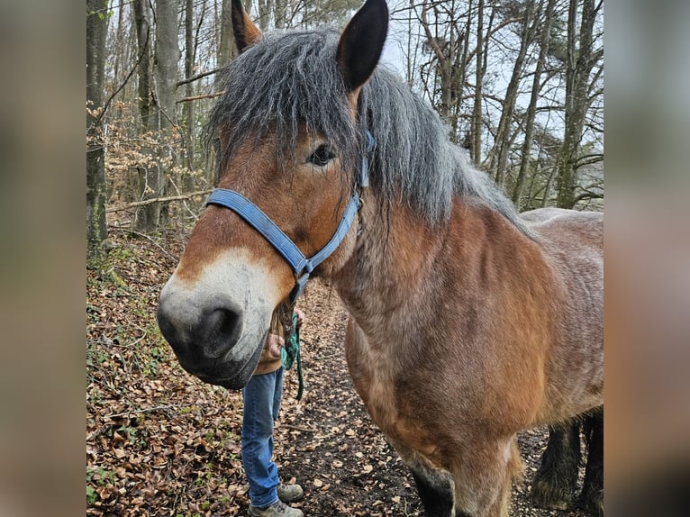 Rijnlandse Duitse Koudbloed Merrie 13 Jaar Brown Falb schimmel in Lauterach