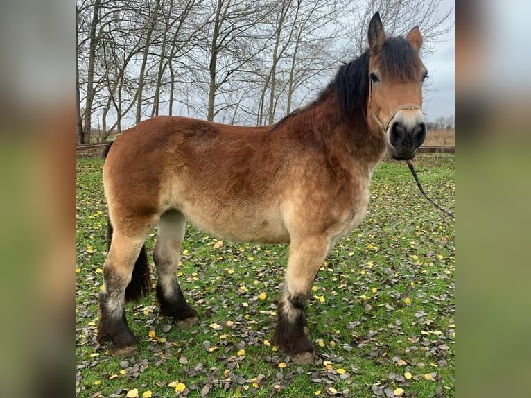 Rijnlandse Duitse Koudbloed Merrie 14 Jaar 164 cm Bruin in M&#xFC;nster