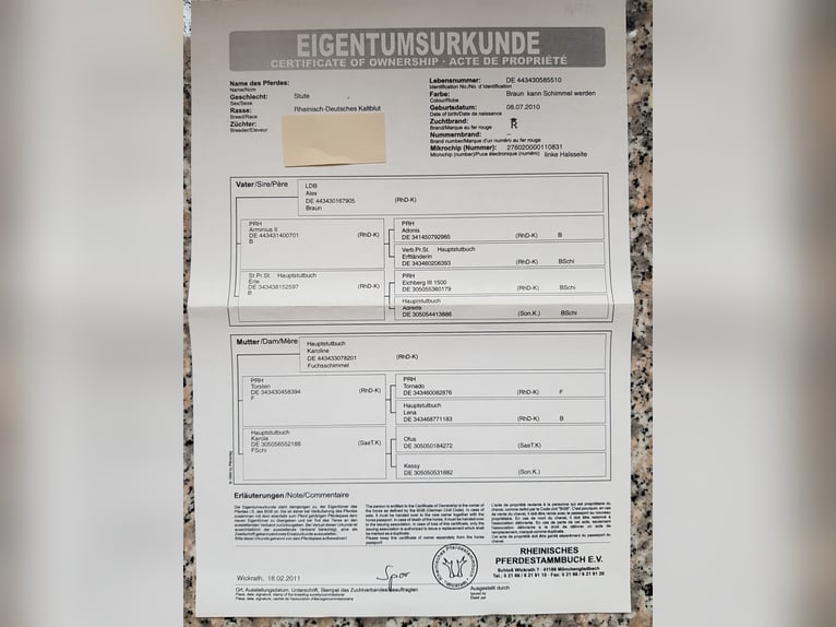 Rijnlandse Duitse Koudbloed Merrie 14 Jaar 165 cm Brauner in Viersen