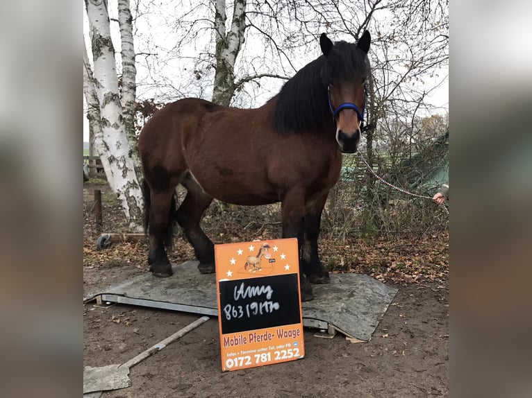 Rijnlandse Duitse Koudbloed Merrie 14 Jaar 170 cm Bruin in Lehrte