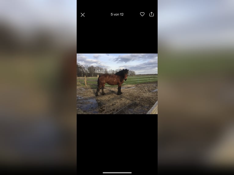 Rijnlandse Duitse Koudbloed Merrie 14 Jaar 170 cm Bruin in Lehrte