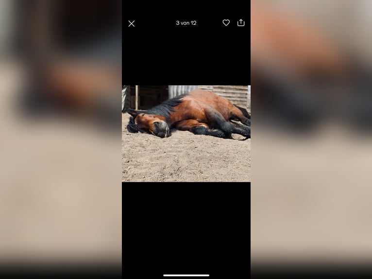 Rijnlandse Duitse Koudbloed Merrie 14 Jaar 170 cm Bruin in Lehrte