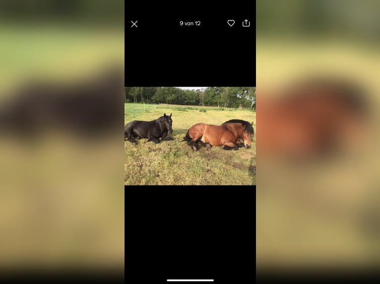 Rijnlandse Duitse Koudbloed Merrie 14 Jaar 170 cm Bruin in Lehrte