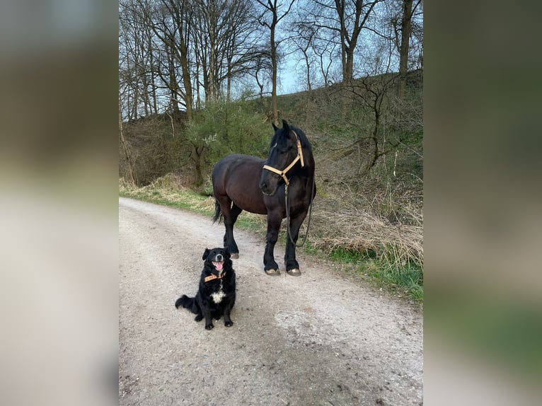Rijnlandse Duitse Koudbloed Merrie 16 Jaar 159 cm Donkerbruin in Waldkappel