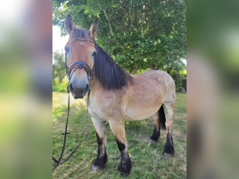 Rijnlandse Duitse Koudbloed Merrie 16 Jaar 160 cm Brown Falb schimmel in Nordkirchen