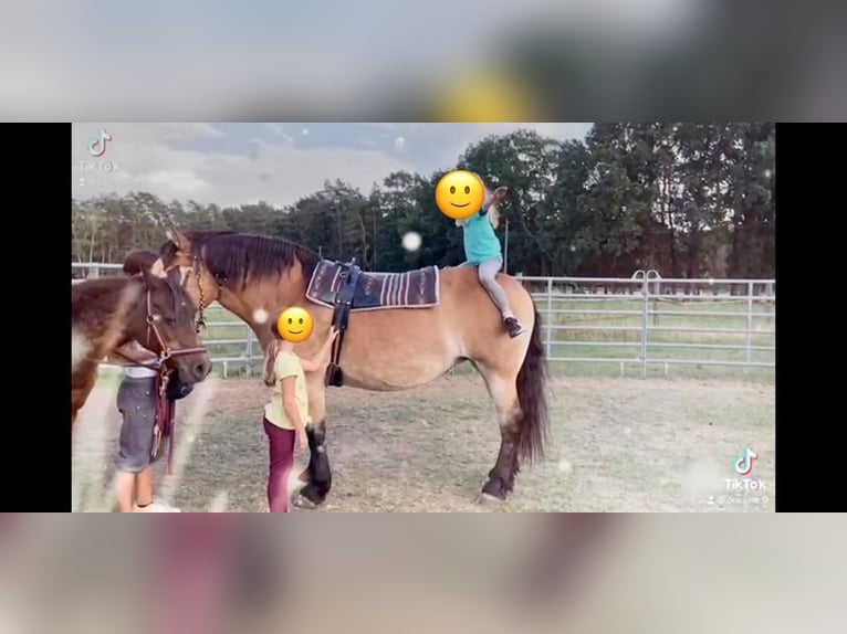 Rijnlandse Duitse Koudbloed Merrie 16 Jaar 160 cm in Nuthetal