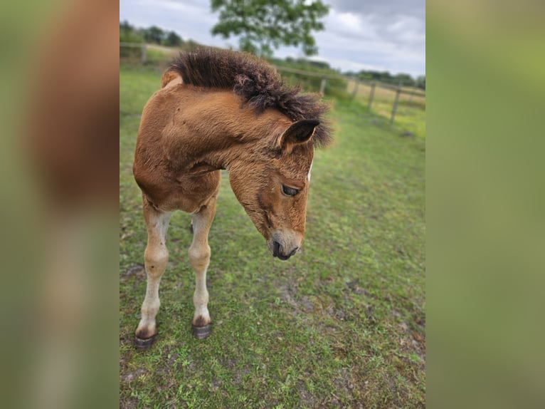 Rijnlandse Duitse Koudbloed Merrie 1 Jaar 140 cm Bruin in Ribnitz-Damgarten