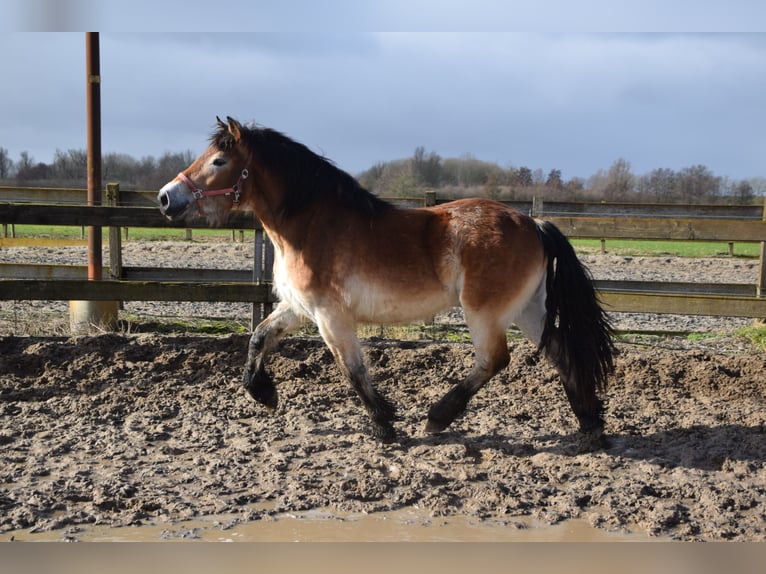 Rijnlandse Duitse Koudbloed Merrie 2 Jaar 150 cm Roodbruin in Brakel
