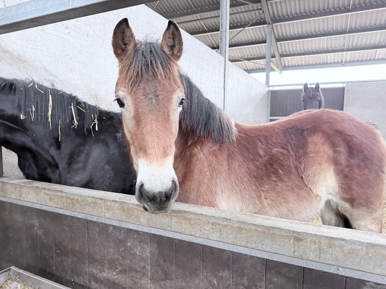 Rijnlandse Duitse Koudbloed Merrie 2 Jaar 160 cm Bruin in De Mortel