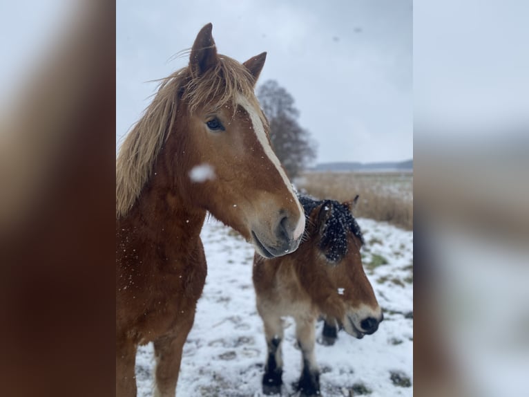 Rijnlandse Duitse Koudbloed Merrie 2 Jaar 163 cm Donkere-vos in Planebruch