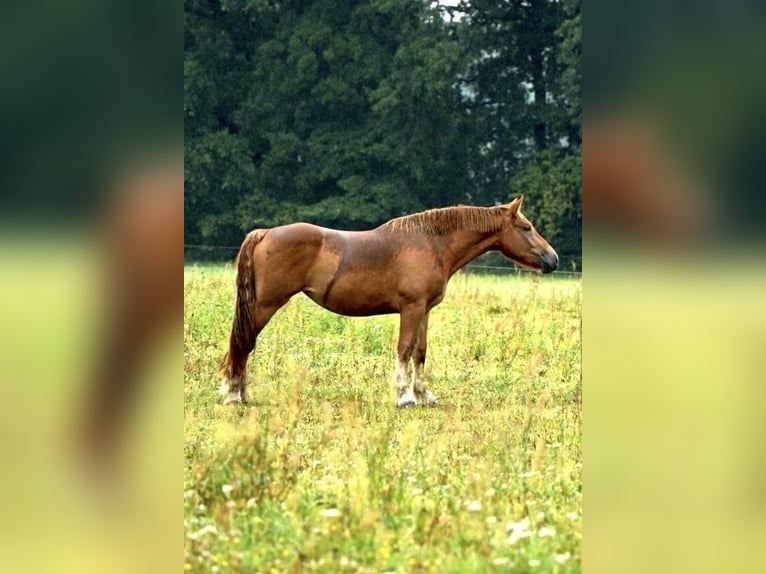 Rijnlandse Duitse Koudbloed Merrie 2 Jaar 163 cm Donkere-vos in Planebruch