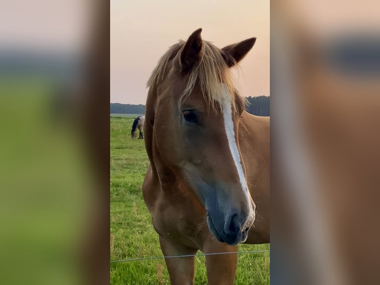 Rijnlandse Duitse Koudbloed Merrie 2 Jaar 163 cm Donkere-vos in Planebruch
