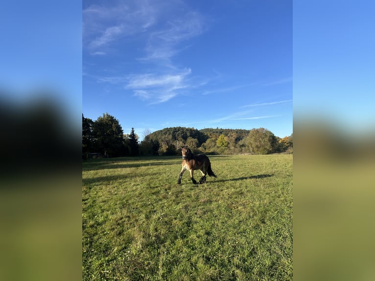 Rijnlandse Duitse Koudbloed Merrie 2 Jaar 170 cm Bruin in C&#xF6;lbe