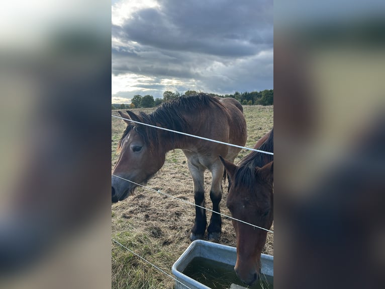 Rijnlandse Duitse Koudbloed Merrie 2 Jaar 170 cm Bruin in C&#xF6;lbe