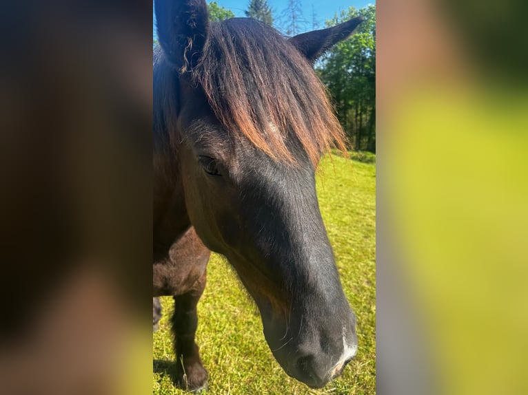 Rijnlandse Duitse Koudbloed Merrie 2 Jaar in K&#xFC;rten