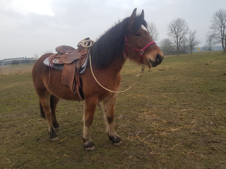 Rijnlandse Duitse Koudbloed Mix Merrie 3 Jaar 150 cm Lichtbruin in Z&#xF6;lkow