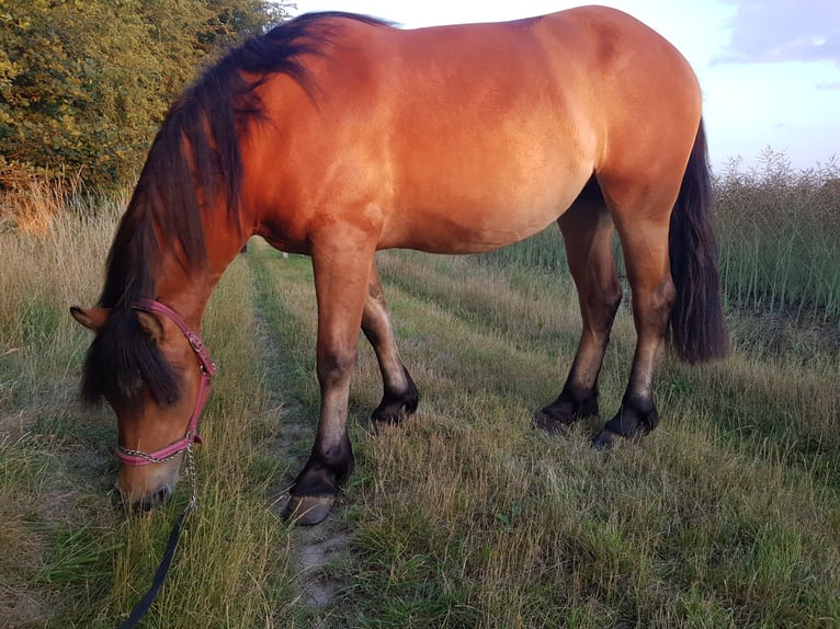 Rijnlandse Duitse Koudbloed Mix Merrie 3 Jaar 150 cm Lichtbruin in Z&#xF6;lkow