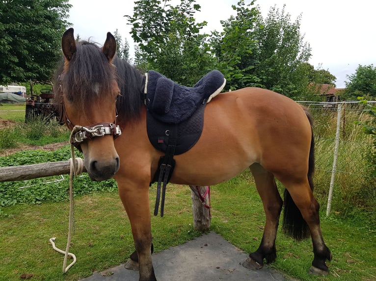 Rijnlandse Duitse Koudbloed Mix Merrie 3 Jaar 150 cm Lichtbruin in Z&#xF6;lkow