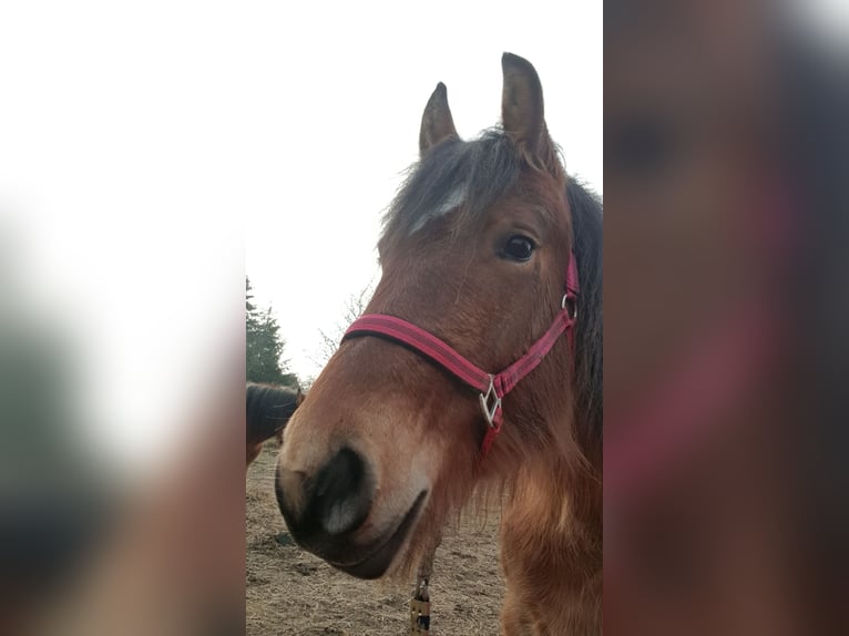 Rijnlandse Duitse Koudbloed Mix Merrie 3 Jaar 150 cm Lichtbruin in Z&#xF6;lkow