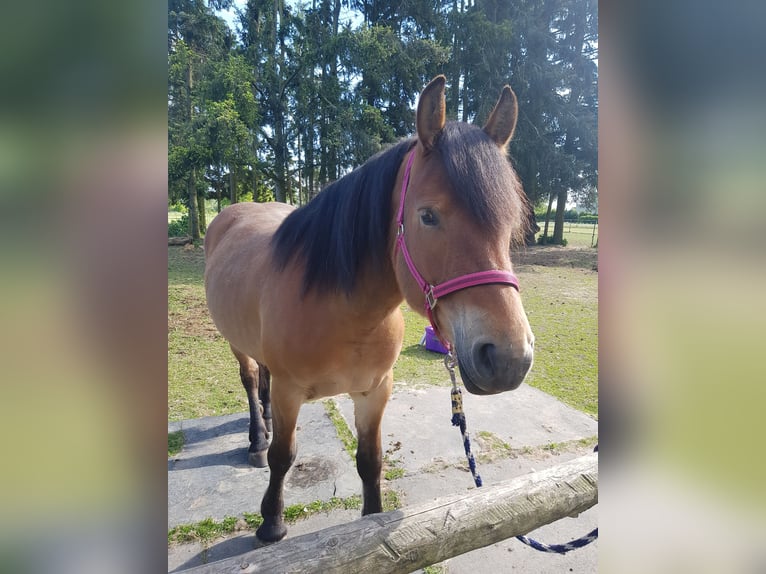 Rijnlandse Duitse Koudbloed Mix Merrie 3 Jaar 150 cm Lichtbruin in Z&#xF6;lkow