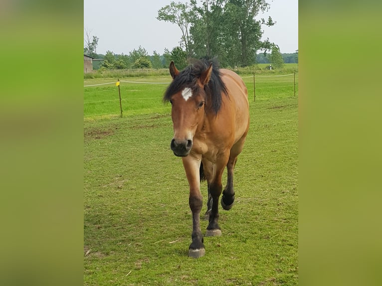 Rijnlandse Duitse Koudbloed Mix Merrie 3 Jaar 150 cm Lichtbruin in Z&#xF6;lkow