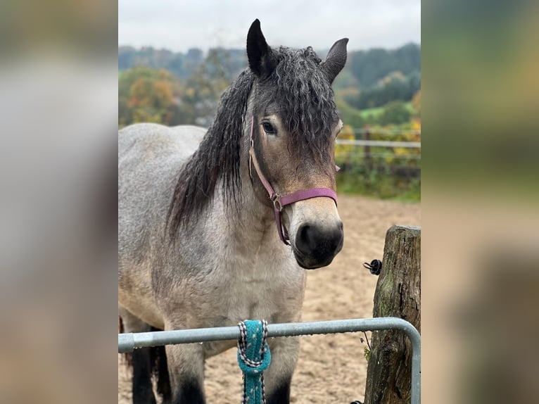 Rijnlandse Duitse Koudbloed Merrie 3 Jaar 160 cm in Halver