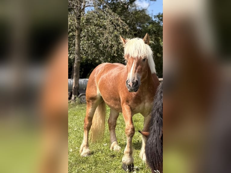 Rijnlandse Duitse Koudbloed Merrie 3 Jaar 160 cm Vos in Detmold
