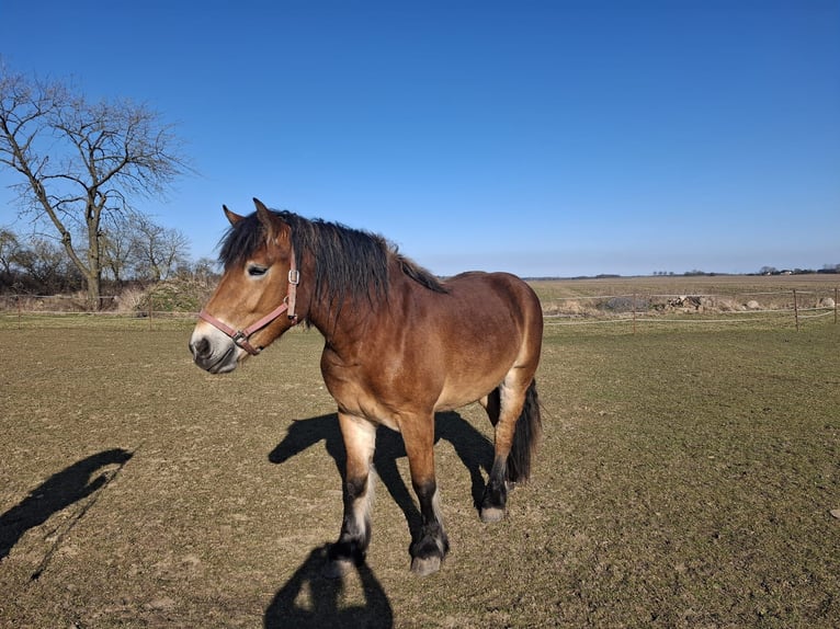 Rijnlandse Duitse Koudbloed Merrie 3 Jaar Bruin in Gross Kiesow