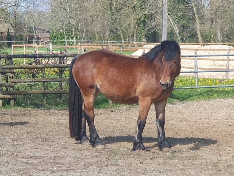 Rijnlandse Duitse Koudbloed Merrie 4 Jaar 160 cm Bruin in Bad Zwischenahn