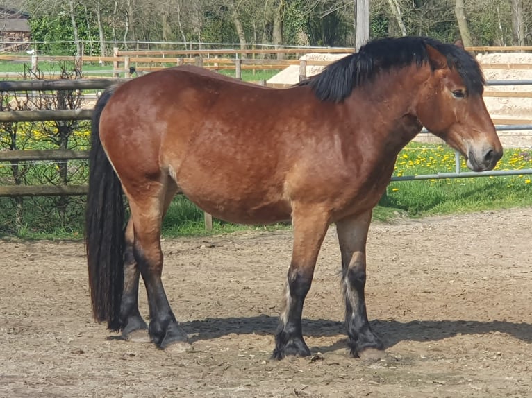 Rijnlandse Duitse Koudbloed Merrie 4 Jaar 160 cm Bruin in Bad Zwischenahn