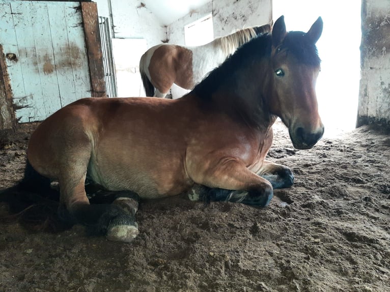 Rijnlandse Duitse Koudbloed Merrie 4 Jaar 160 cm Bruin in Bad Zwischenahn