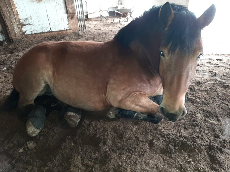 Rijnlandse Duitse Koudbloed Merrie 4 Jaar 160 cm Bruin in Bad Zwischenahn