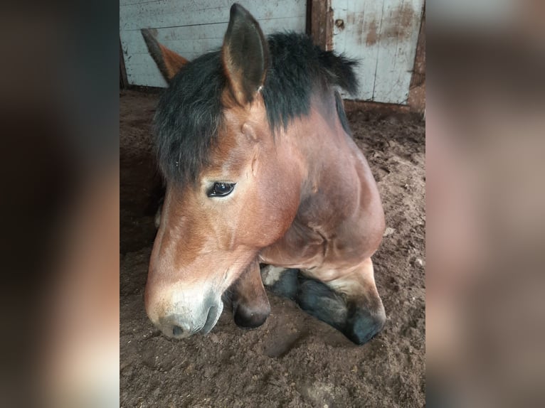 Rijnlandse Duitse Koudbloed Merrie 4 Jaar 160 cm Bruin in Bad Zwischenahn