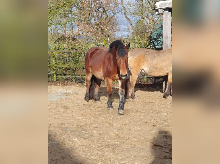 Rijnlandse Duitse Koudbloed Merrie 4 Jaar 160 cm Bruin in Bad Zwischenahn