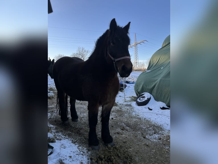 Rijnlandse Duitse Koudbloed Merrie 5 Jaar 160 cm Bruin in Altenberg