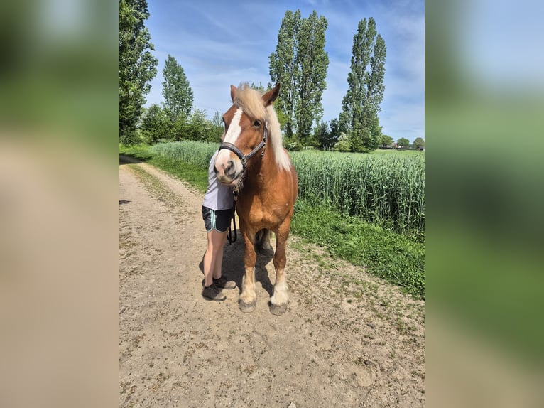 Rijnlandse Duitse Koudbloed Merrie 5 Jaar 164 cm Vos in Porta Westfalica