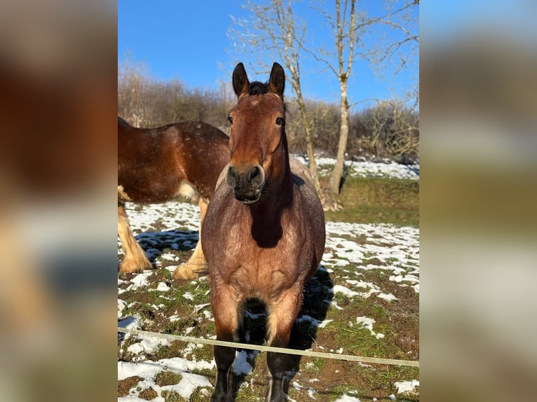 Rijnlandse Duitse Koudbloed Merrie 5 Jaar 165 cm Rood schimmel in Attendorn