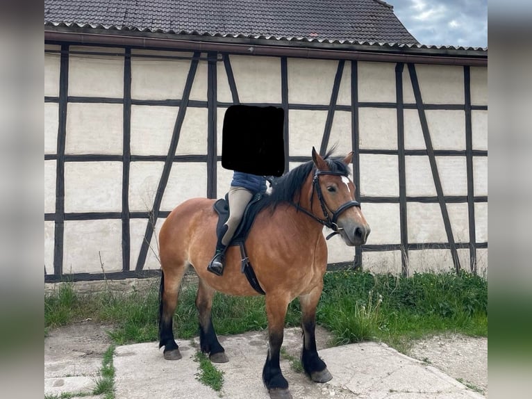 Rijnlandse Duitse Koudbloed Merrie 6 Jaar 160 cm Bruin in Stadtilm