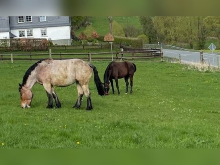 Rijnlandse Duitse Koudbloed Merrie 6 Jaar 165 cm Rood schimmel in Attendorn