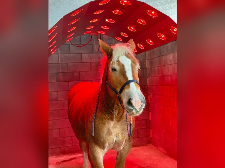 Rijnlandse Duitse Koudbloed Merrie 7 Jaar 160 cm Vos in Elsdorf