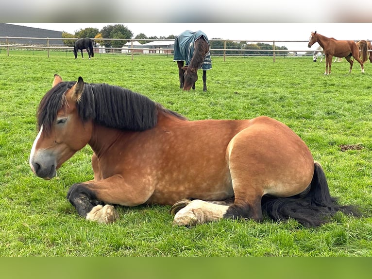 Rijnlandse Duitse Koudbloed Merrie 7 Jaar 165 cm Bruin in Baesweiler